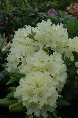 Rhodo Capistrano